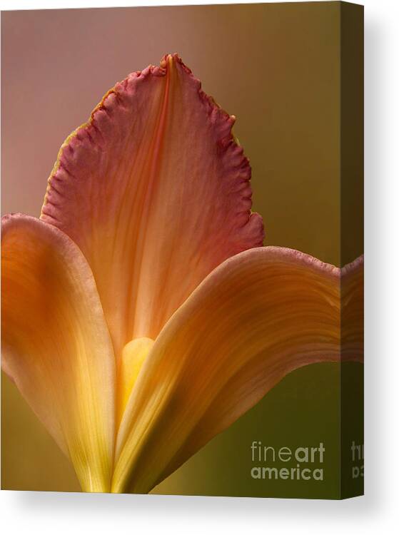 Pink Lily Canvas Print featuring the photograph Petals of Lily by Kathi Mirto