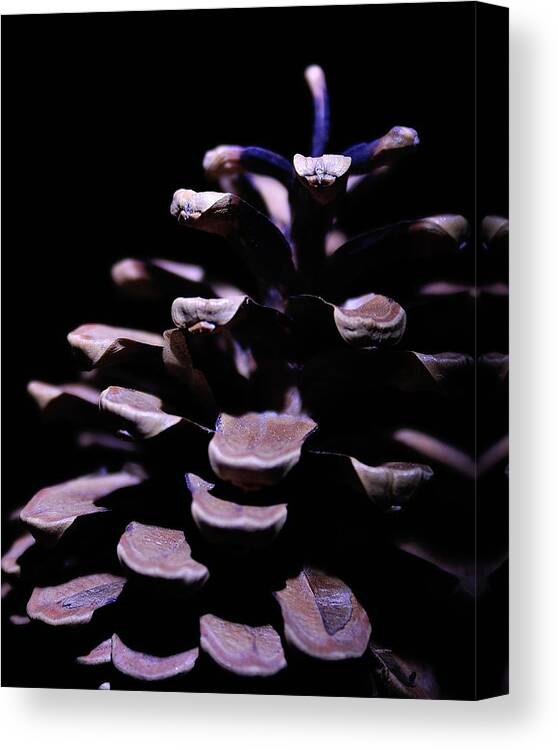 Pine Canvas Print featuring the photograph Pine Cone by Todd Soderstrom