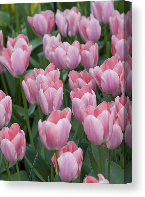 Pink Canvas Print featuring the photograph Pink Beauties by Juli Scalzi