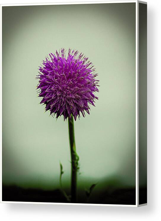 Pink Flower Canvas Print featuring the photograph Pink Flower by CSH Photography