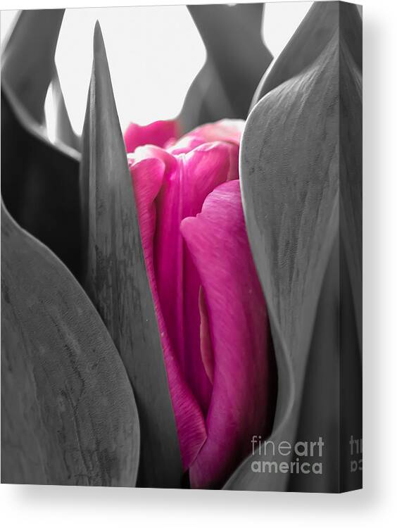 Tulip Canvas Print featuring the photograph Pink Passion by Bianca Nadeau