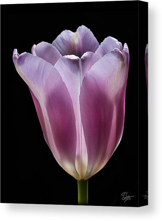 Flower Canvas Print featuring the photograph Pink Tulip by Endre Balogh