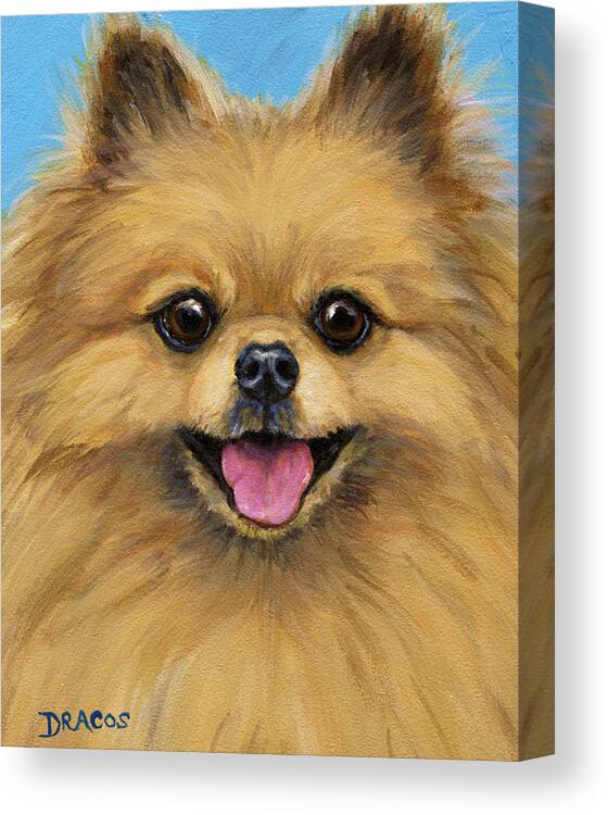 Pomeranian Smiling Canvas Print 
