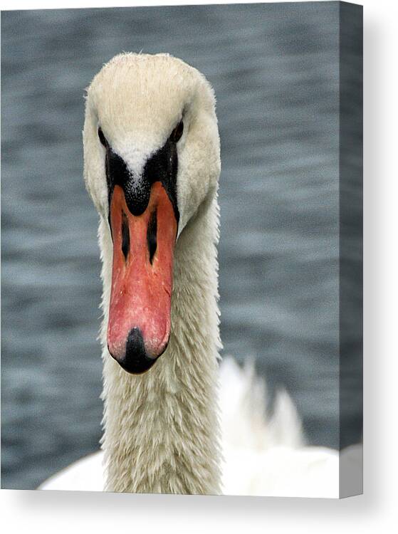 Wildlife Canvas Print featuring the photograph Portrait of a Swan by William Selander