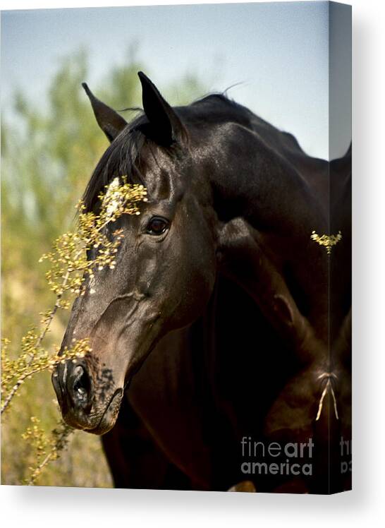 Horse Canvas Print featuring the photograph Portrait of a Thoroughbred by Kathy McClure