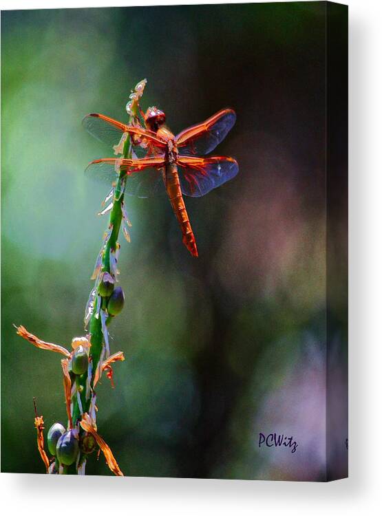Red Dragonfly Canvas Print featuring the photograph Positive Forces by Patrick Witz