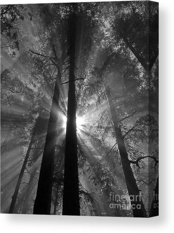 Black And White Canvas Print featuring the photograph Presence by Chuck Flewelling
