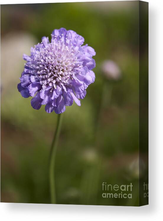  Scabious Columbaria Canvas Print featuring the photograph Purple Scabious columbaria by Tony Cordoza