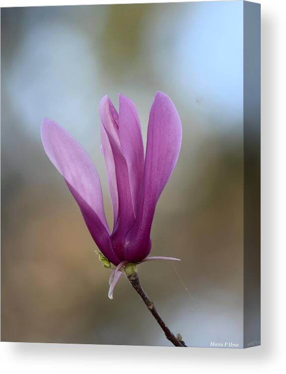 Purple Tulip Magnolia Canvas Print featuring the photograph Purple Tulip Magnolia by Maria Urso