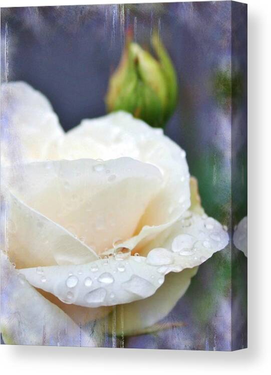  Canvas Print featuring the photograph Rain drops on Roses by Cathie Tyler