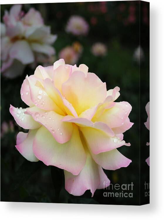 Flower Canvas Print featuring the photograph Raindrops on Rose Petals by Barbara McMahon