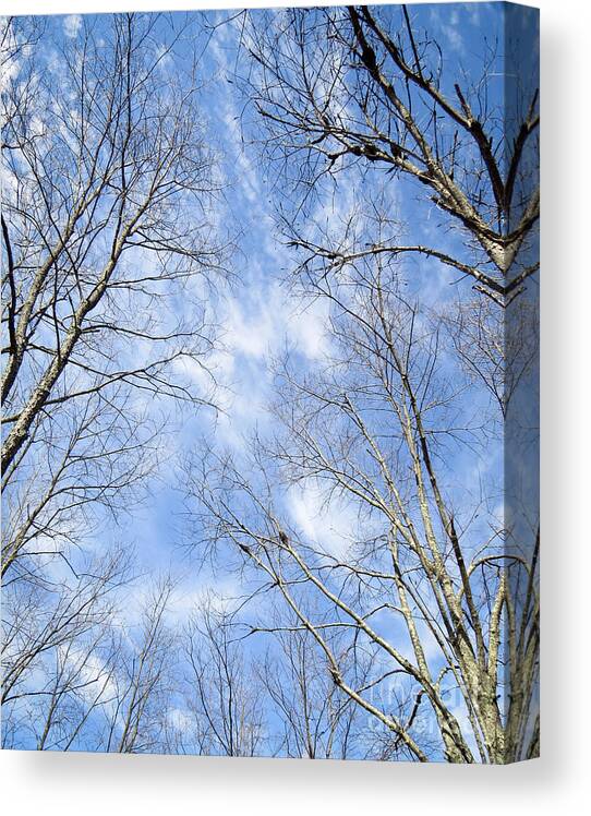 Sky Canvas Print featuring the photograph Reaching For The Sky by Kerri Farley