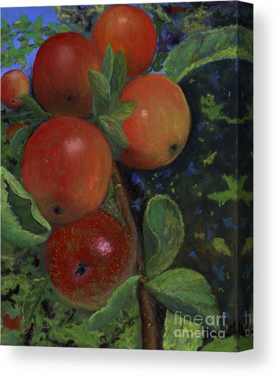 Apples Canvas Print featuring the painting Ready to Pick by Ginny Neece