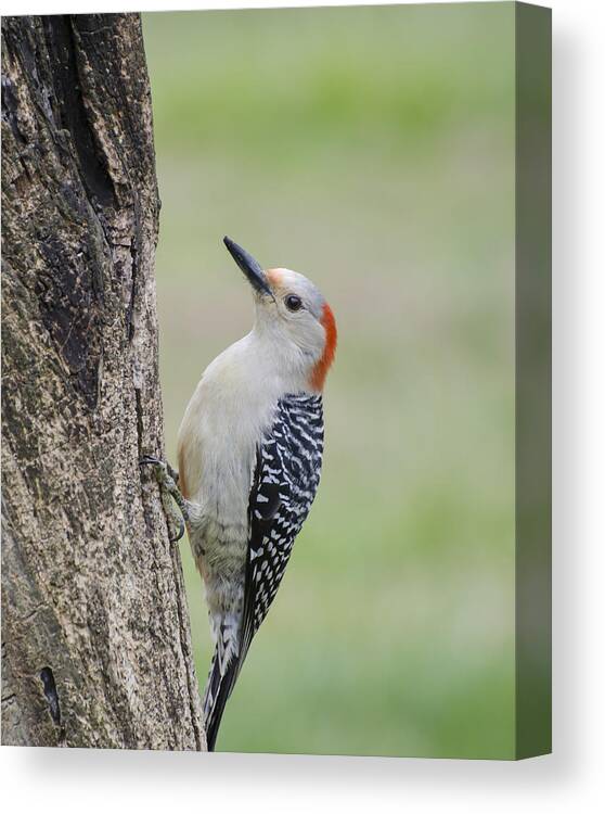 Woodpecker Canvas Print featuring the photograph Red Bellied Woodpecker by Heather Applegate