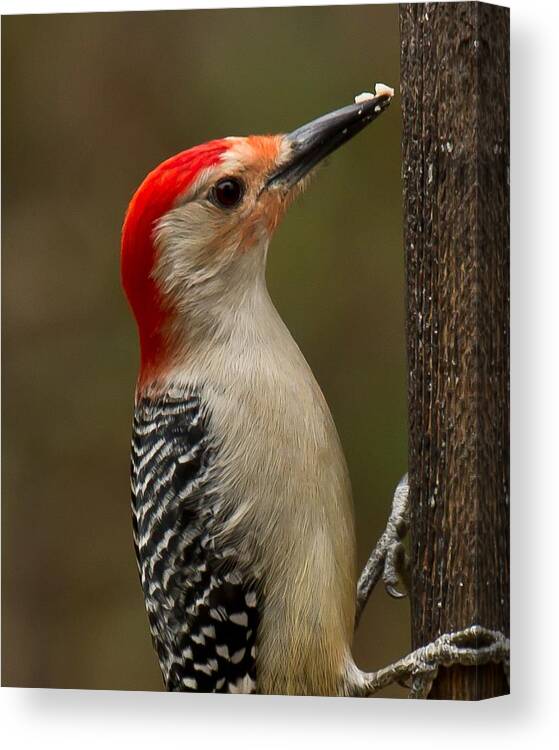 Red-bellied Woodpecker Canvas Print featuring the photograph Red-bellied Woodpecker by Robert L Jackson