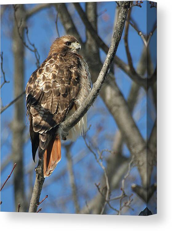 Wildlife Canvas Print featuring the photograph Red-Tailed Hawk by William Selander