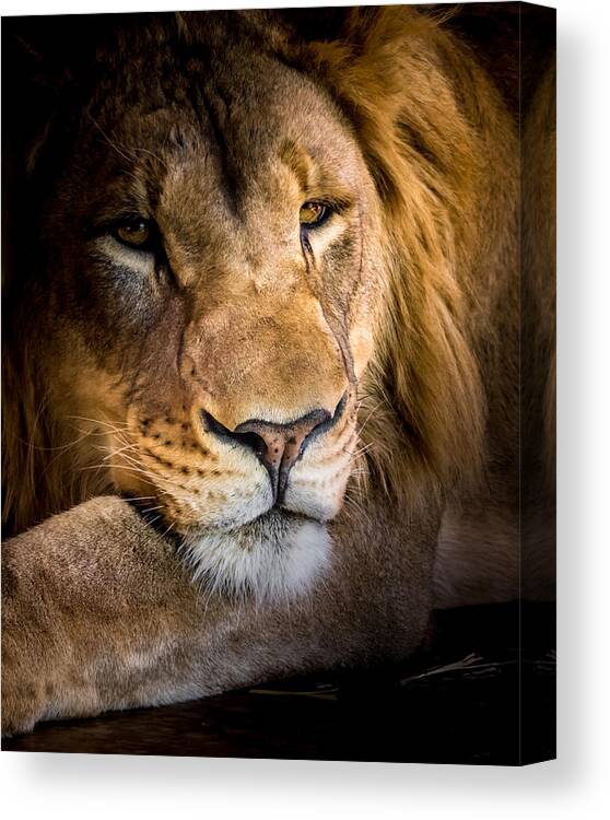 Lion Canvas Print featuring the photograph Relaxed by Ernest Echols