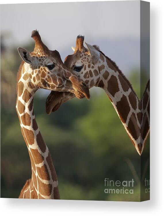 Africa Canvas Print featuring the photograph Reticulated Giraffe by John Shaw