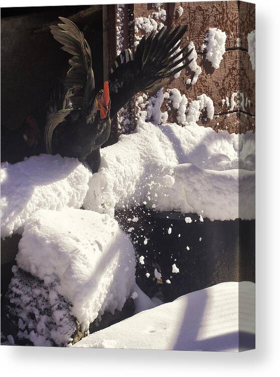 Rooster Canvas Print featuring the photograph Rooster in Deep Snow by Michael Dougherty