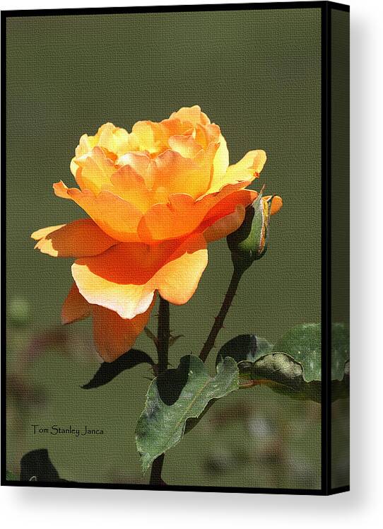 Rose And Bud At Mcc Canvas Print featuring the photograph Rose and Bud At MCC by Tom Janca