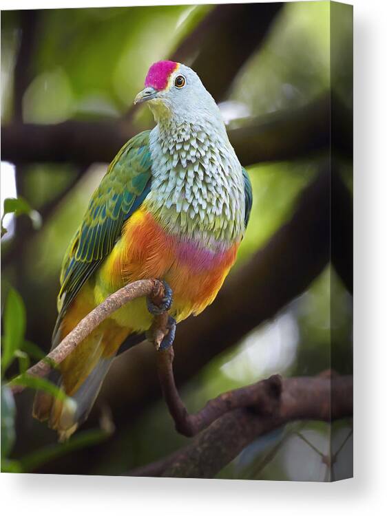 Martin Willis Canvas Print featuring the photograph Rose-crowned Fruit-dove Australia by Martin Willis