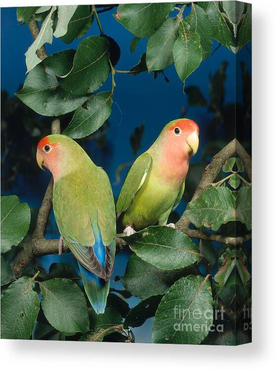 Peach-faced Lovebird Canvas Print featuring the photograph Rosyfaced Lovebirds by Hans Reinhard