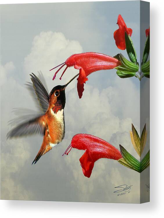 Hummingbird Canvas Print featuring the digital art Rufous Hummingbird and Wild Flower by M Spadecaller