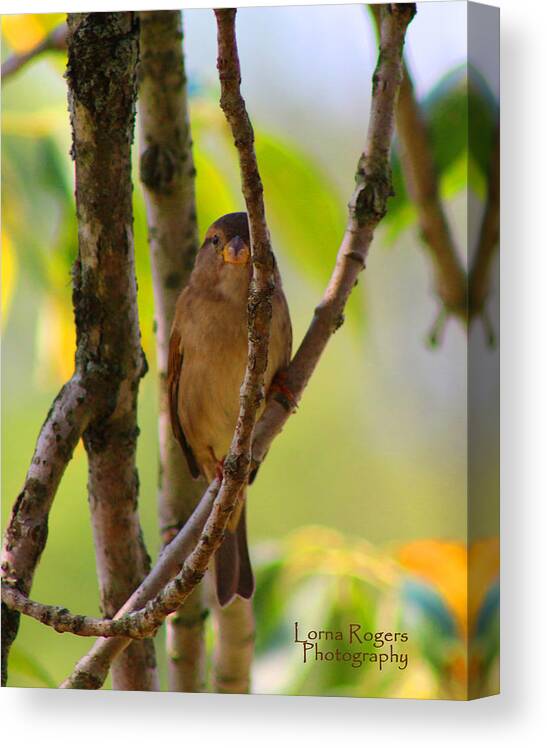 Bird Canvas Print featuring the photograph Safe Refuge by Lorna Rose Marie Mills DBA Lorna Rogers Photography