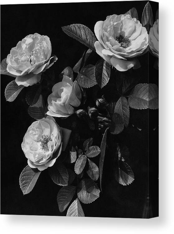 Flowers Canvas Print featuring the photograph Sarah Van Fleet Variety Of Roses by J. Horace McFarland