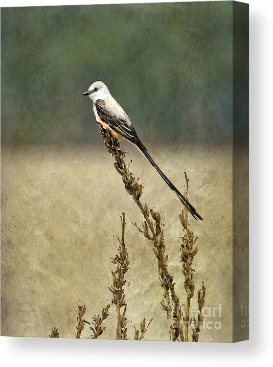 Scissor-tailed Flycatcher Canvas Print featuring the photograph Scissortailed-Flycatcher by Betty LaRue