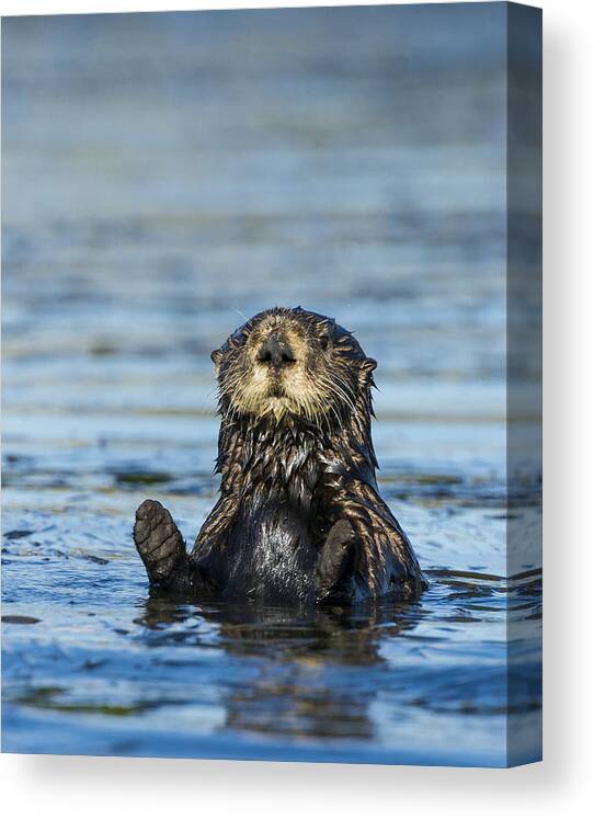 Animal Themes Canvas Print featuring the photograph Sea otter (Enhydra lutris) by Josh Miller Photography