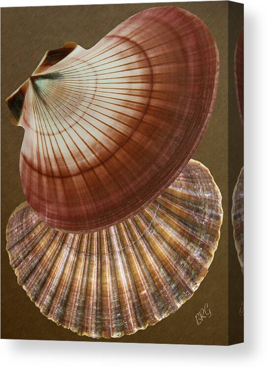 Seashell Canvas Print featuring the photograph Seashells Spectacular No 53 by Ben and Raisa Gertsberg