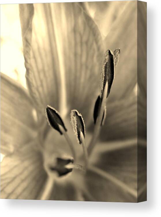 Lily Canvas Print featuring the photograph Sepia Macro Daylily by Cynthia Clark