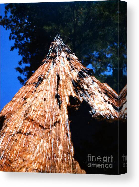 Sequoia Giant Yosemite Park Canvas Print featuring the mixed media Sequoia Giant Yosemite Park by Glenn McNary