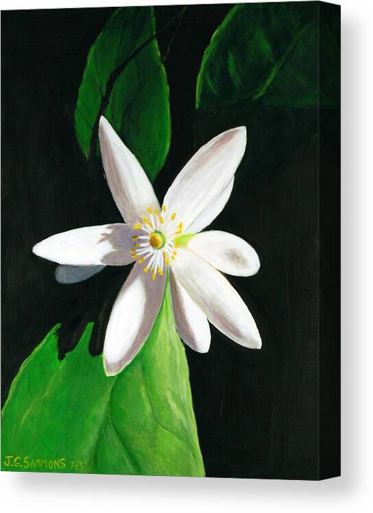 Myer Lemon Blossom Canvas Print featuring the painting Shadow Play by Janet Greer Sammons
