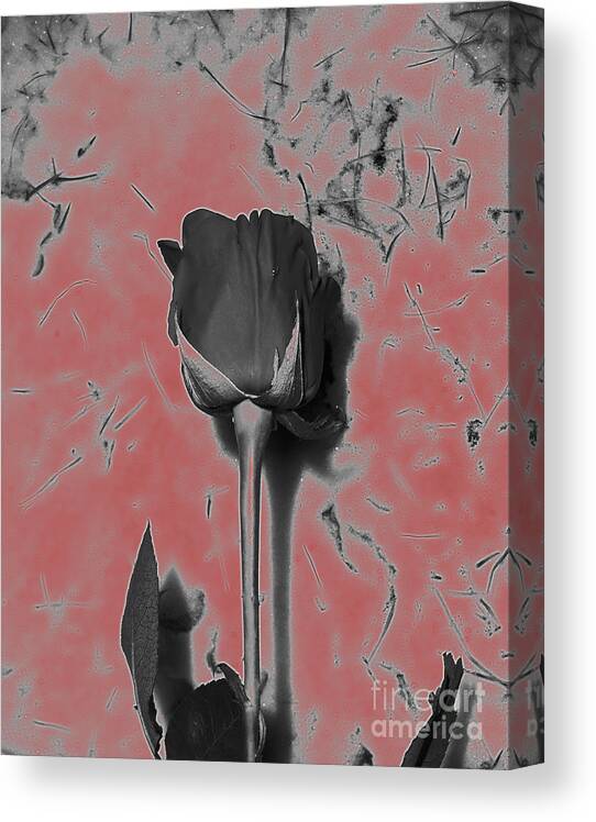 Rose Canvas Print featuring the photograph Shiny Single Rose Color Splash Pink by Minding My Visions by Adri and Ray