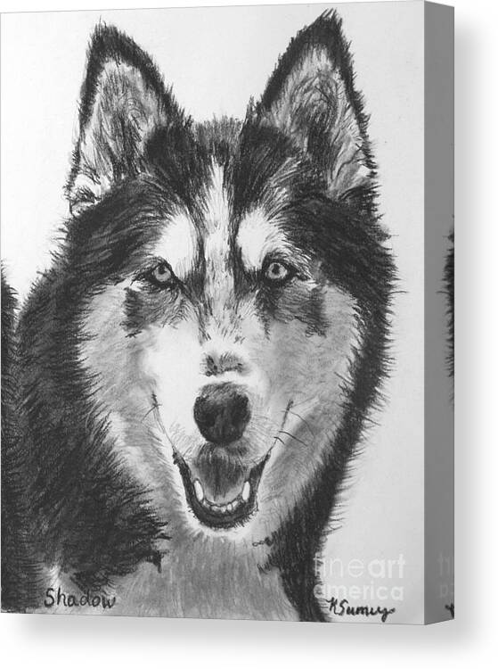 Husky Canvas Print featuring the drawing Siberian Husky Drawing by Kate Sumners