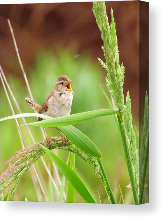 Songbirds Canvas Print featuring the photograph Singing for a companion by I'ina Van Lawick
