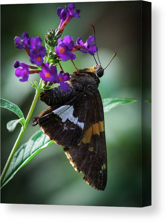 Butterflies Canvas Print featuring the photograph Skipper Z by Donald Brown