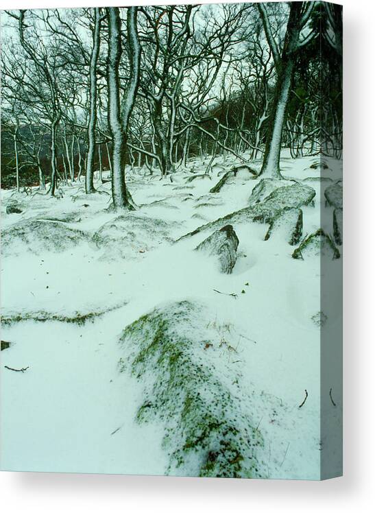 Winter Canvas Print featuring the photograph Snow Scene by Martin Dohrn/science Photo Library
