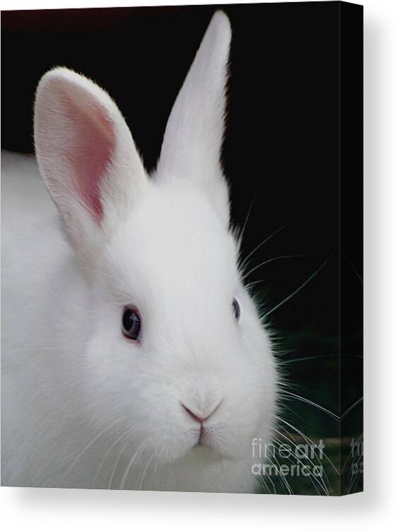 Bunny Canvas Print featuring the photograph Snow White by Living Color Photography Lorraine Lynch