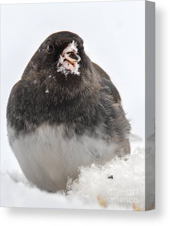 Junco Canvas Print featuring the photograph Snowflakes On My Nose by Amy Porter