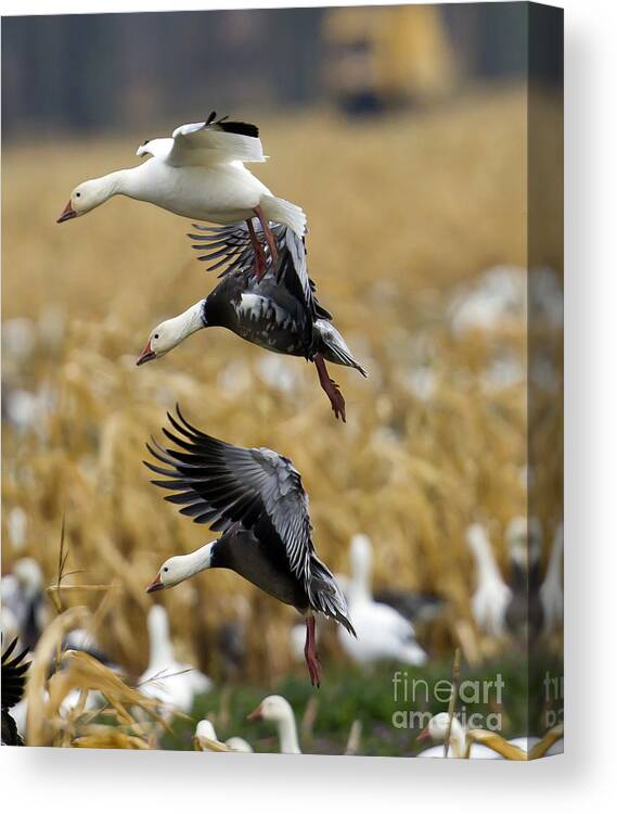 Snow Geesesnow Geese Canvas Print featuring the photograph Snows and Blues by Jim E Johnson