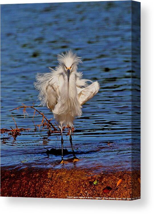Snowy Egret Canvas Print featuring the photograph Snowy Egret With Yellow Feet by Tom Janca