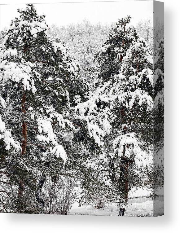 #winter #snow Canvas Print featuring the photograph Snowy Pines by Kathleen Struckle