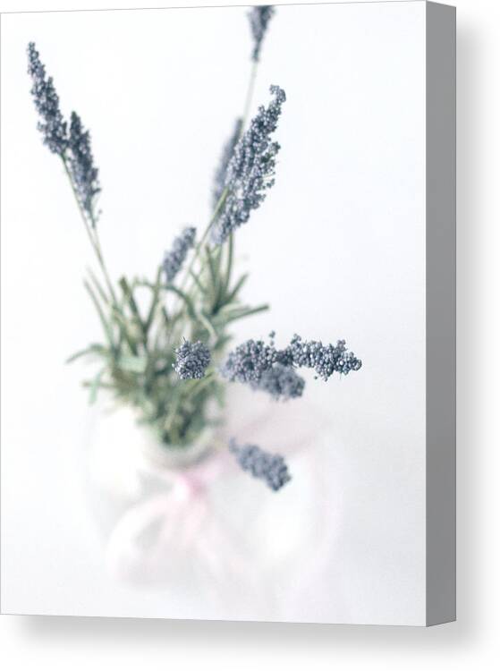 Lavender Canvas Print featuring the photograph Soft by Mary Underwood