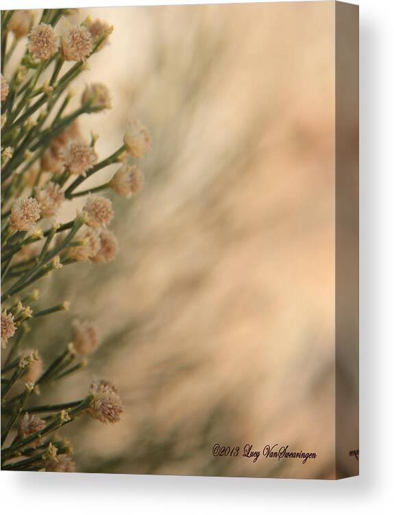 Soft Canvas Print featuring the photograph Softness In the Desert by Lucy VanSwearingen