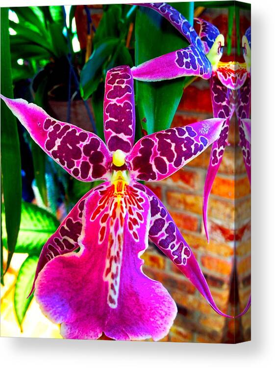 Spiderorichid Canvas Print featuring the photograph Spider Orchid by Jaynee Peterson