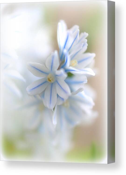 White Canvas Print featuring the photograph Puschkinia scilloides Flowers by Nathan Abbott