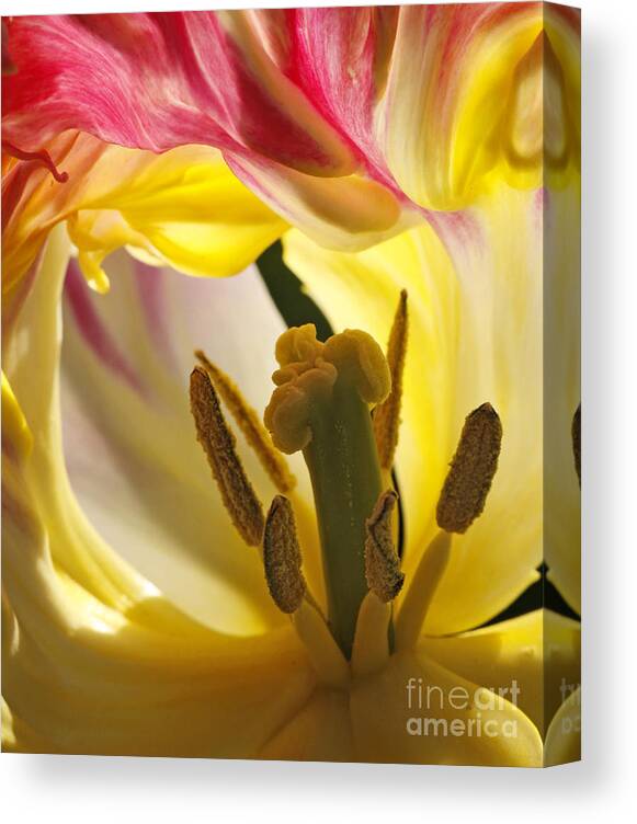 Tulip Canvas Print featuring the photograph Spring Tulip by Inge Riis McDonald